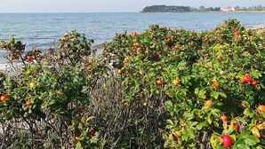 A coastal landscape with dense shrubbery and a view of the sea. - 5 Star Holiday Home in Assens (Assens)