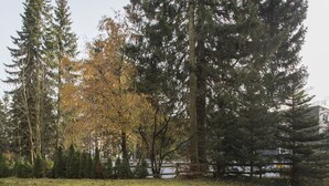 Un parco con un vialetto sterrato, alberi alti e una recinzione.