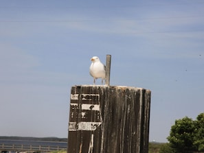 A seagull perched on a weathered wooden post. - Ostseebrandung - Haus Seestern (Dranske)