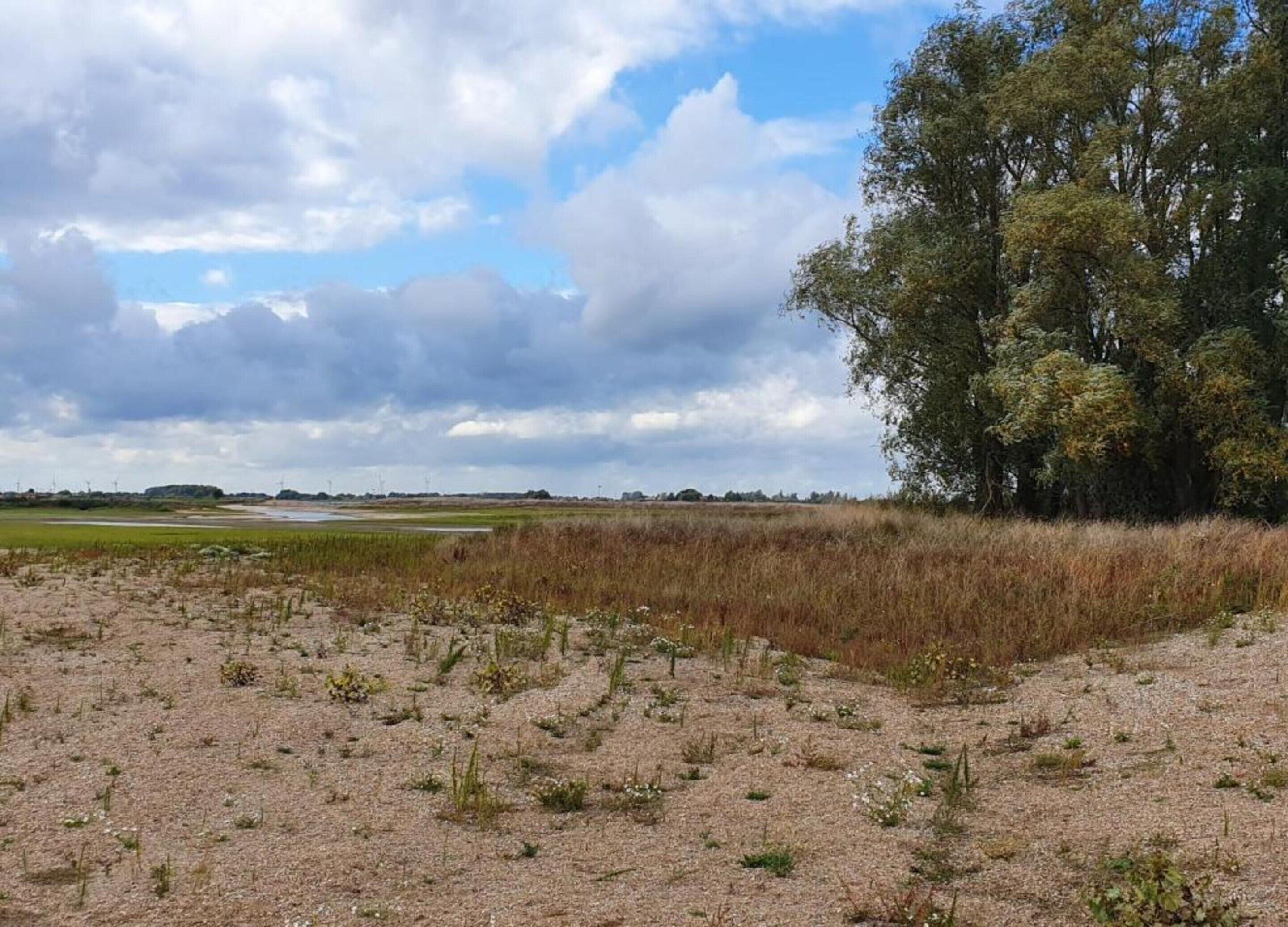 A flat landscape with sparse vegetation and a large tree on the right.