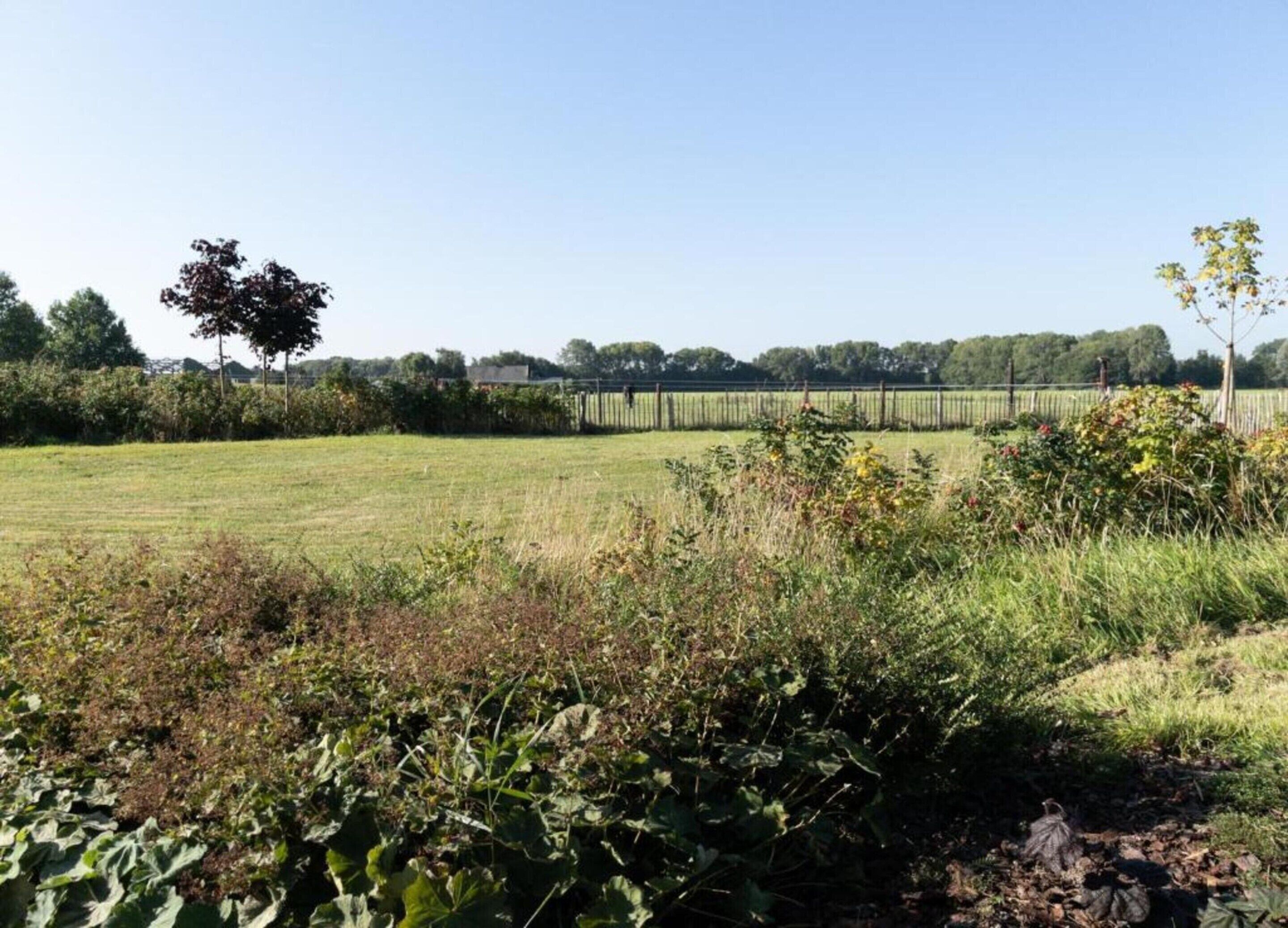 A rural landscape with a field, trees, and a fence.