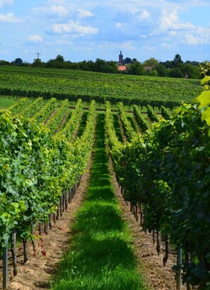 A vineyard with rows of grapevines and a distant building. - Palatinate Forest Comfortable Holiday Residence (Silz)