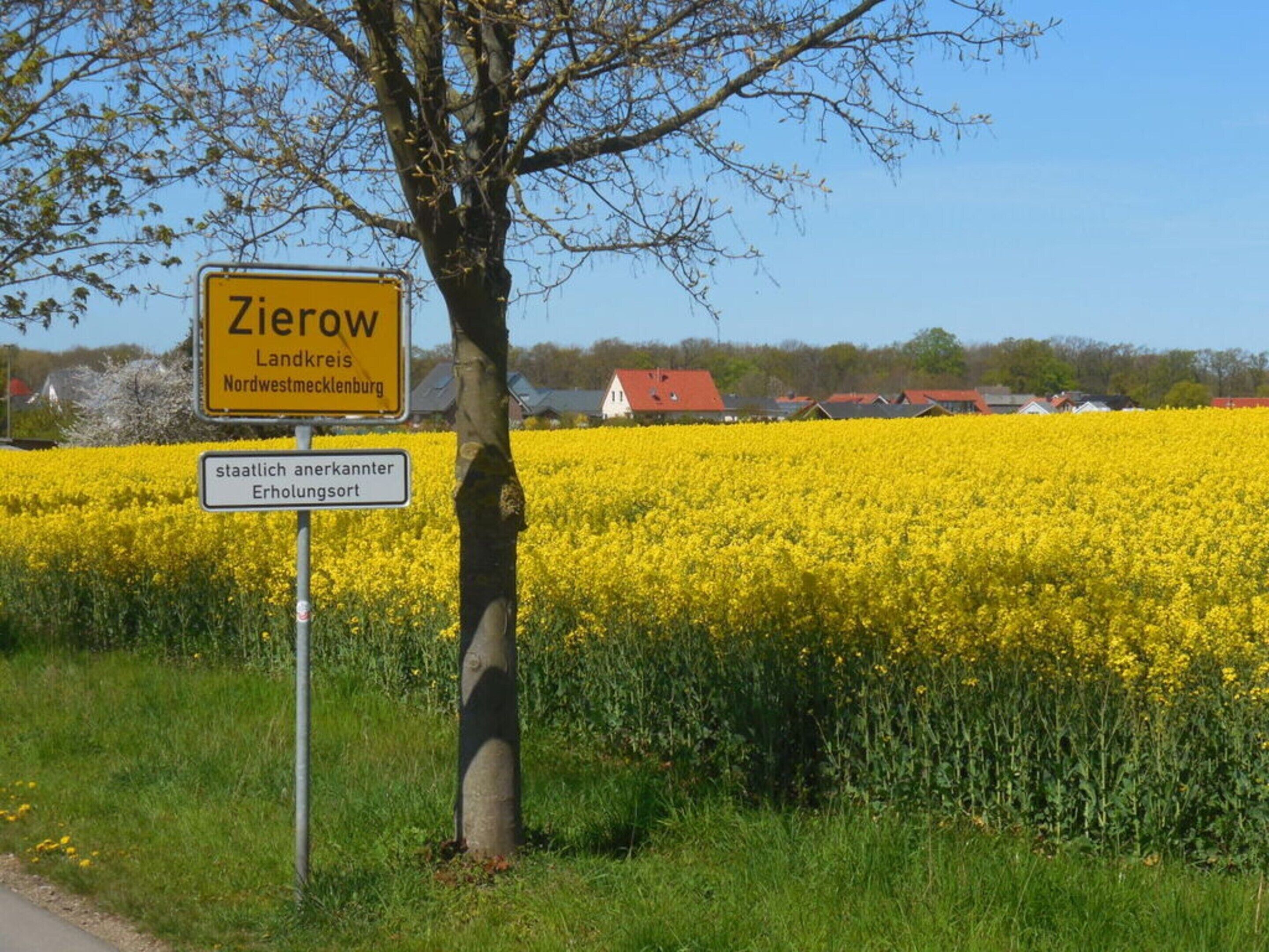 A rural landscape with a field of yellow flowers, a sign indicating 'Zierow Landkreis Nordwestfalen', and a tree in the foreground.
