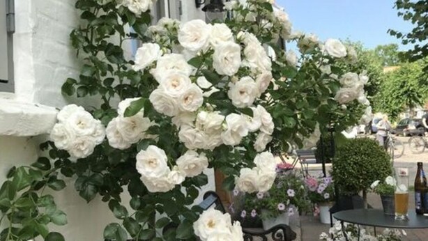 A white building with a cafe sign, white roses, and outdoor seating. - Liefde Voor de Schlei (Arnis)