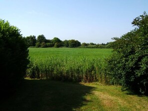 A grassy field with dense bushes on either side, leading to a line of trees in the distance.