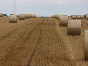 A field of hay bales in a rural setting. - Poggenhof/ West Requits (Schaprode)