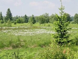 Eine natürliche Landschaft mit einem Feld aus weißen Blüten, grünem Gras und Bäumen im Hintergrund.