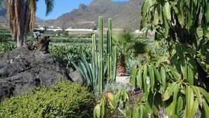 A garden with cacti and palm trees, a rocky area, and a mountain in the background. - Belvilla by OYO Apartamento en Playa Las Carmenes (San Cristóbal de La Laguna)
