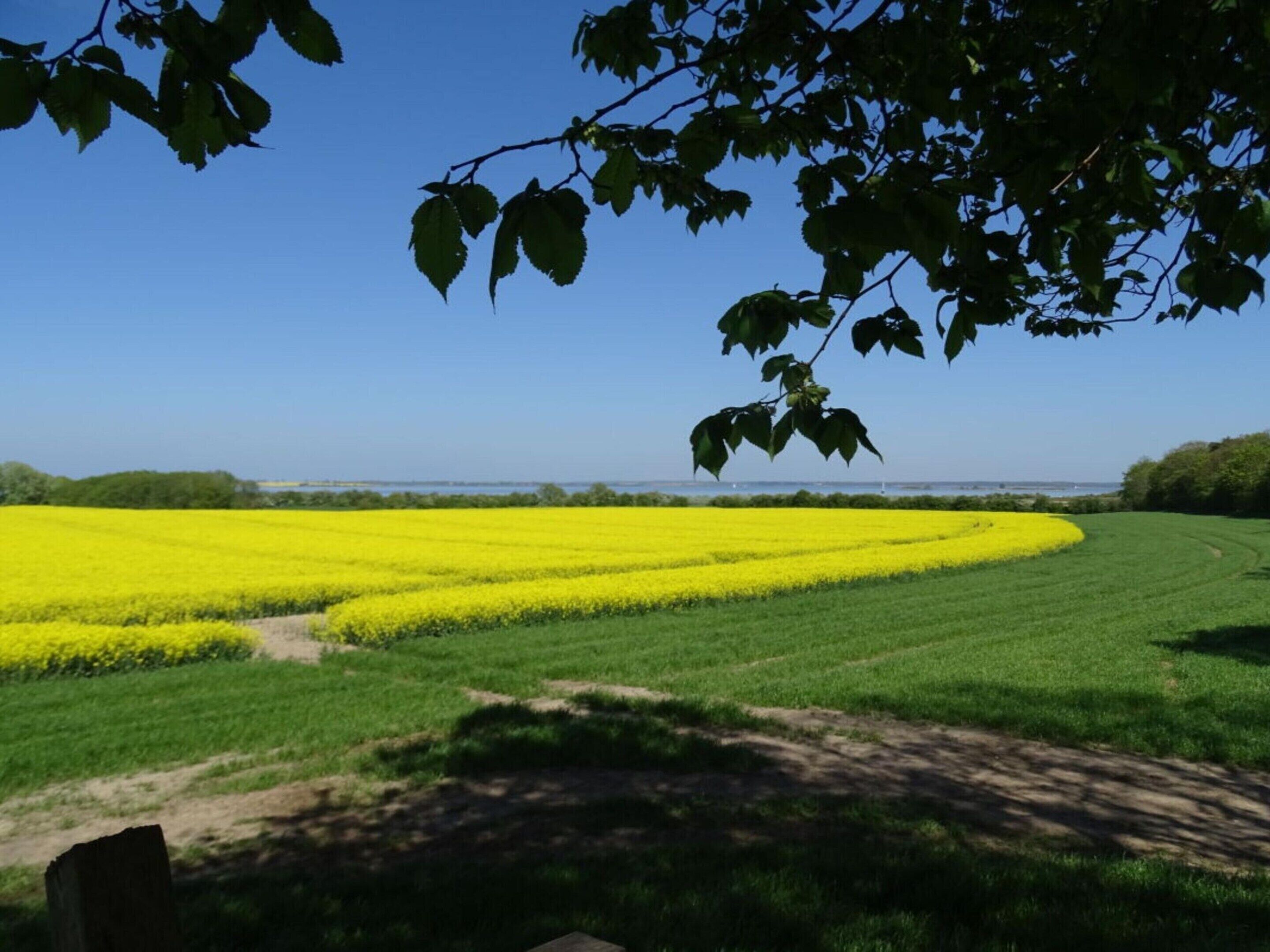 A field of yellow flowers with a clear blue sky and a tree in the foreground.