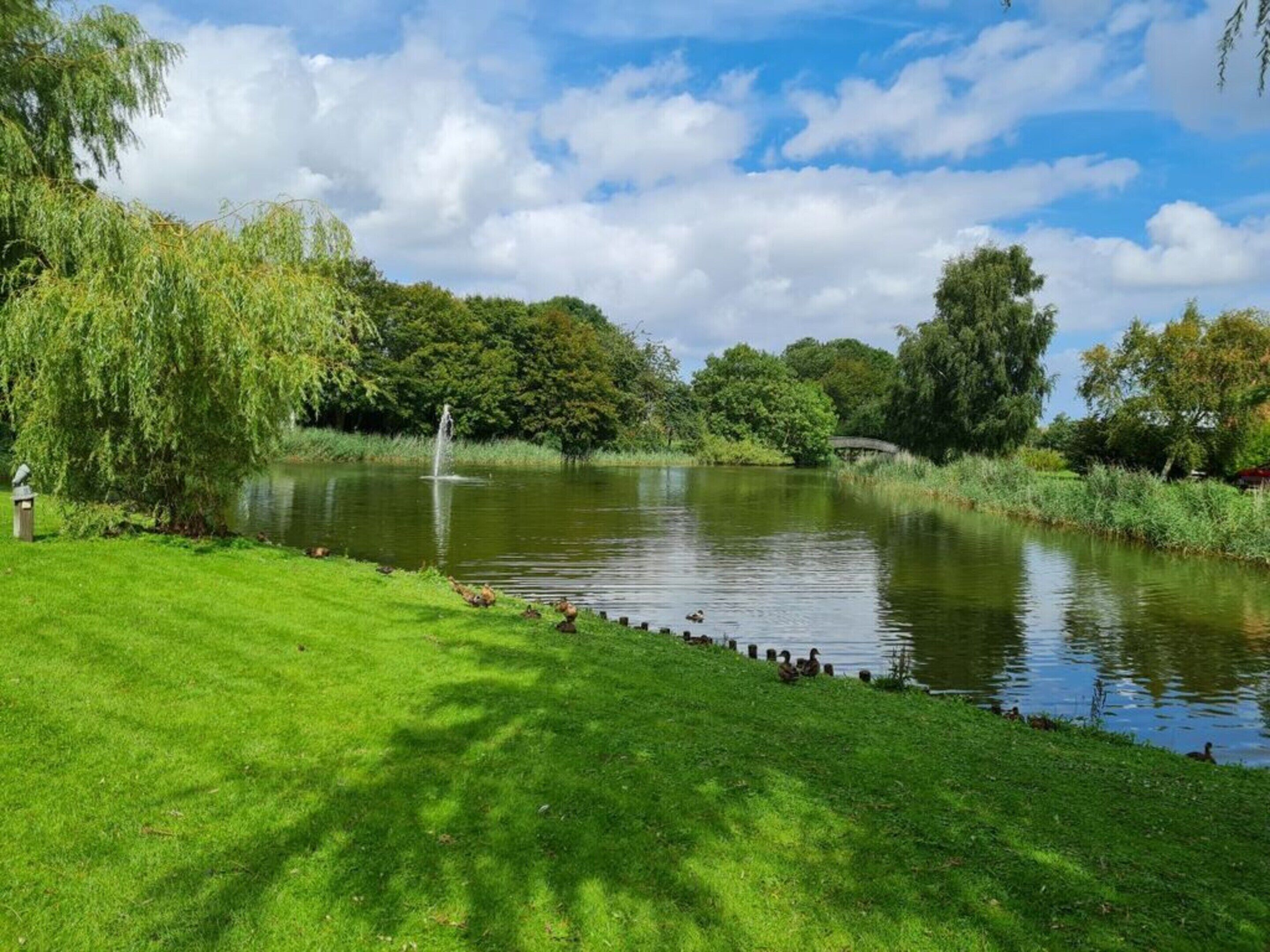 A serene park with a pond, ducks, and a fountain.