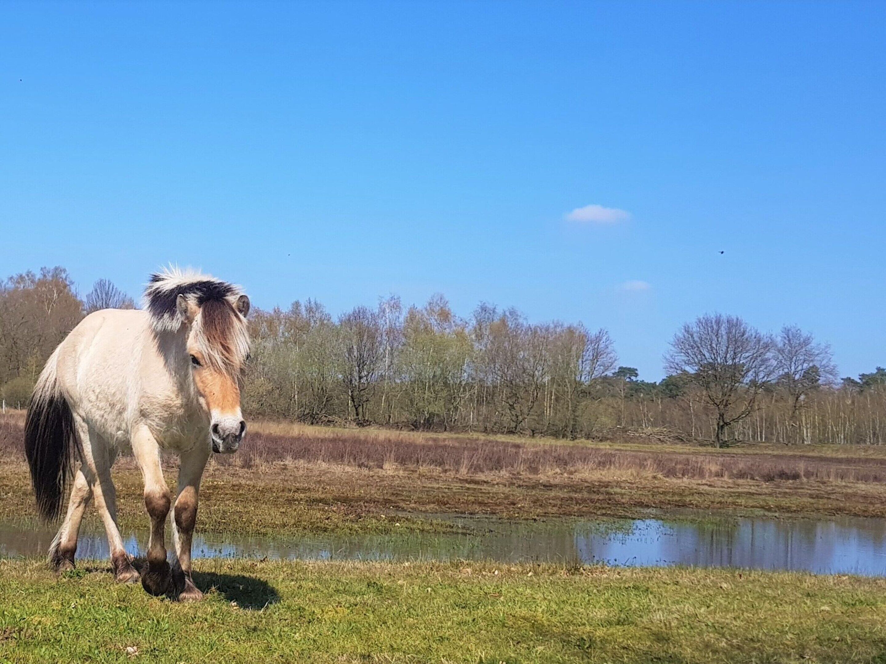 A horse standing by a pond in a grassy field with trees in the background.