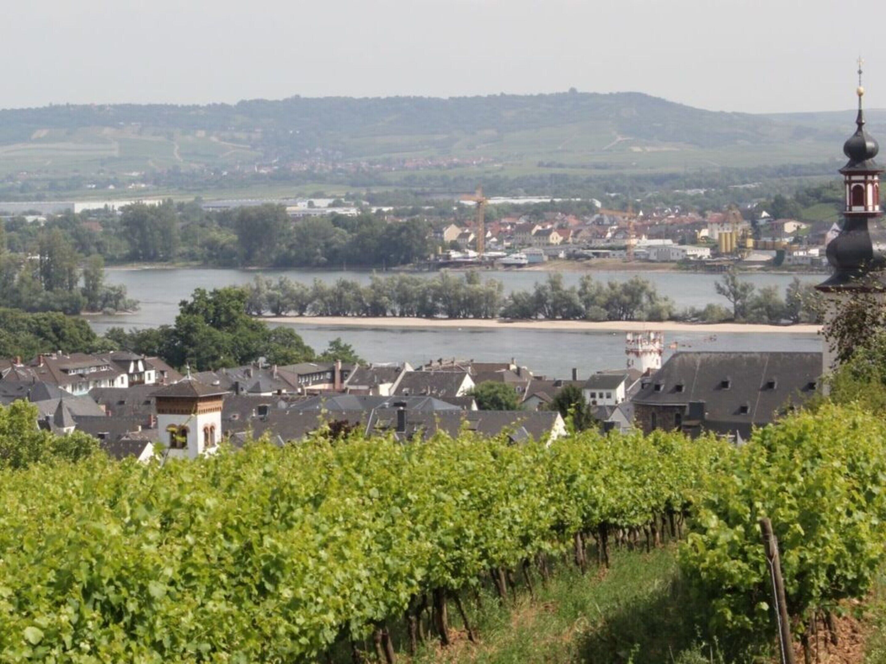 Ein Weinberg mit Reihen von Reben im Vordergrund, ein Fluss im mittleren Bereich und eine Stadt mit Gebäuden und einer Kirche im Hintergrund.