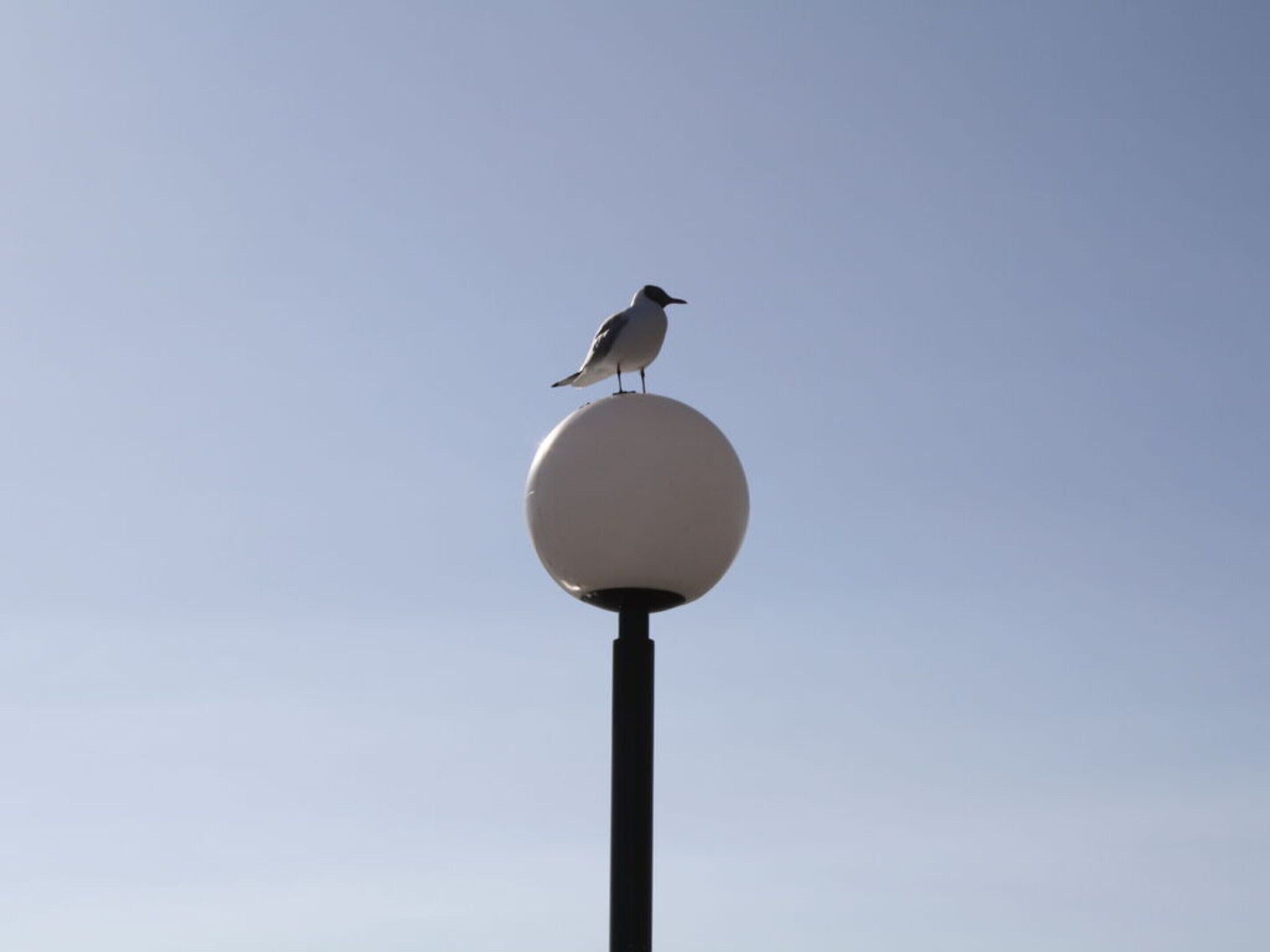 Un oiseau perché sur un luminaire sphérique, sur fond de ciel dégagé.