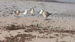 Una playa arenosa con restos y algas dispersas.