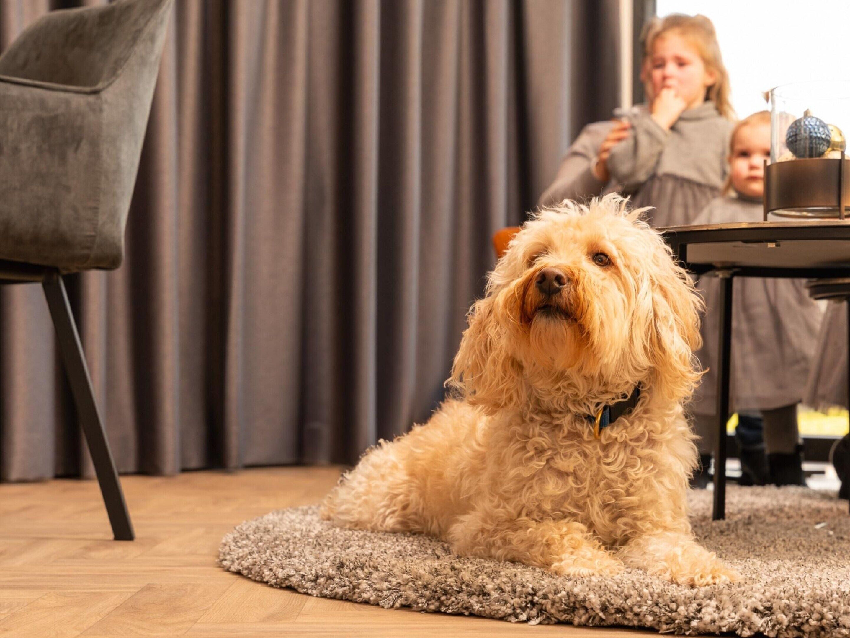 Um cão deitado num tapete em um quarto com uma cadeira e uma mesa.