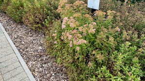 Ein Gartenbereich mit einem Metallschild, das die Nummer 7 zeigt.