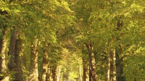 A tree-lined road with a clear path, surrounded by lush green foliage. - in the Estate Worker's House (Karstädt)