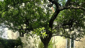 A tree in a garden with a building in the background. - ✨ PRIME VILLA: 5 Double Beds + Garden – Near PARIS, BOURGET & STADE DE FRANCE ✨ (Colombes)