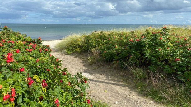A sandy path leading to a beach with red berries and green foliage. - Holiday House Solvej (Brodersby)
