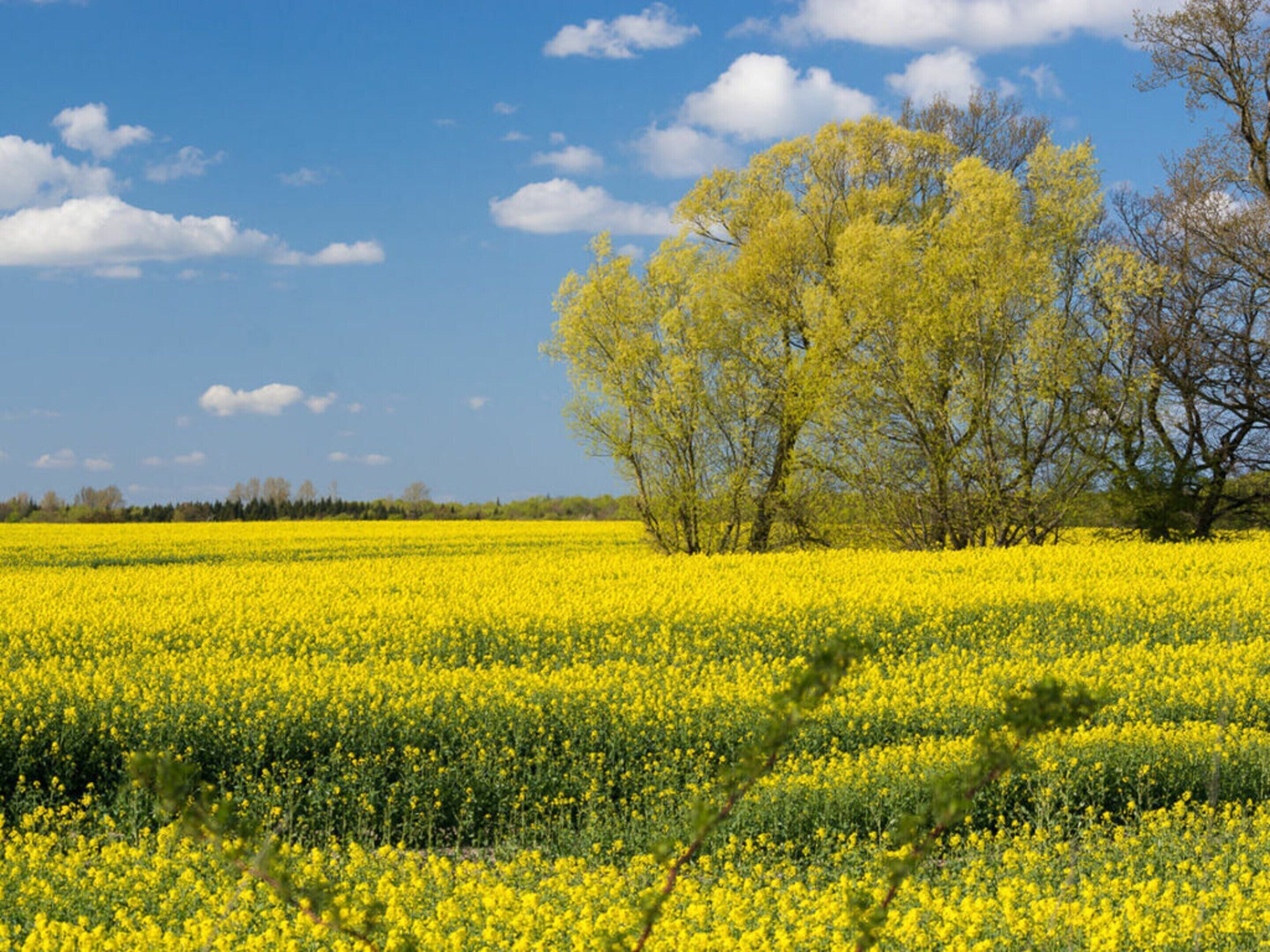 A field of yellow flowers with trees in the background under a clear sky.