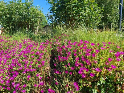Romantic Safari Tent Lodge