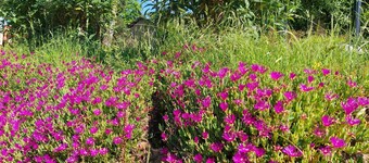 Romantic Safari Tent Lodge