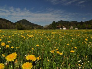 A field of yellow flowers with a house in the background. - Holiday Apartment Lucky guy (Oberstaufen)
