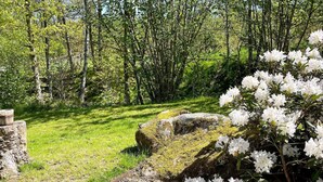 Un jardín con un camino de grava, una roca grande cubierta de musgo y arbustos con flores blancas.
