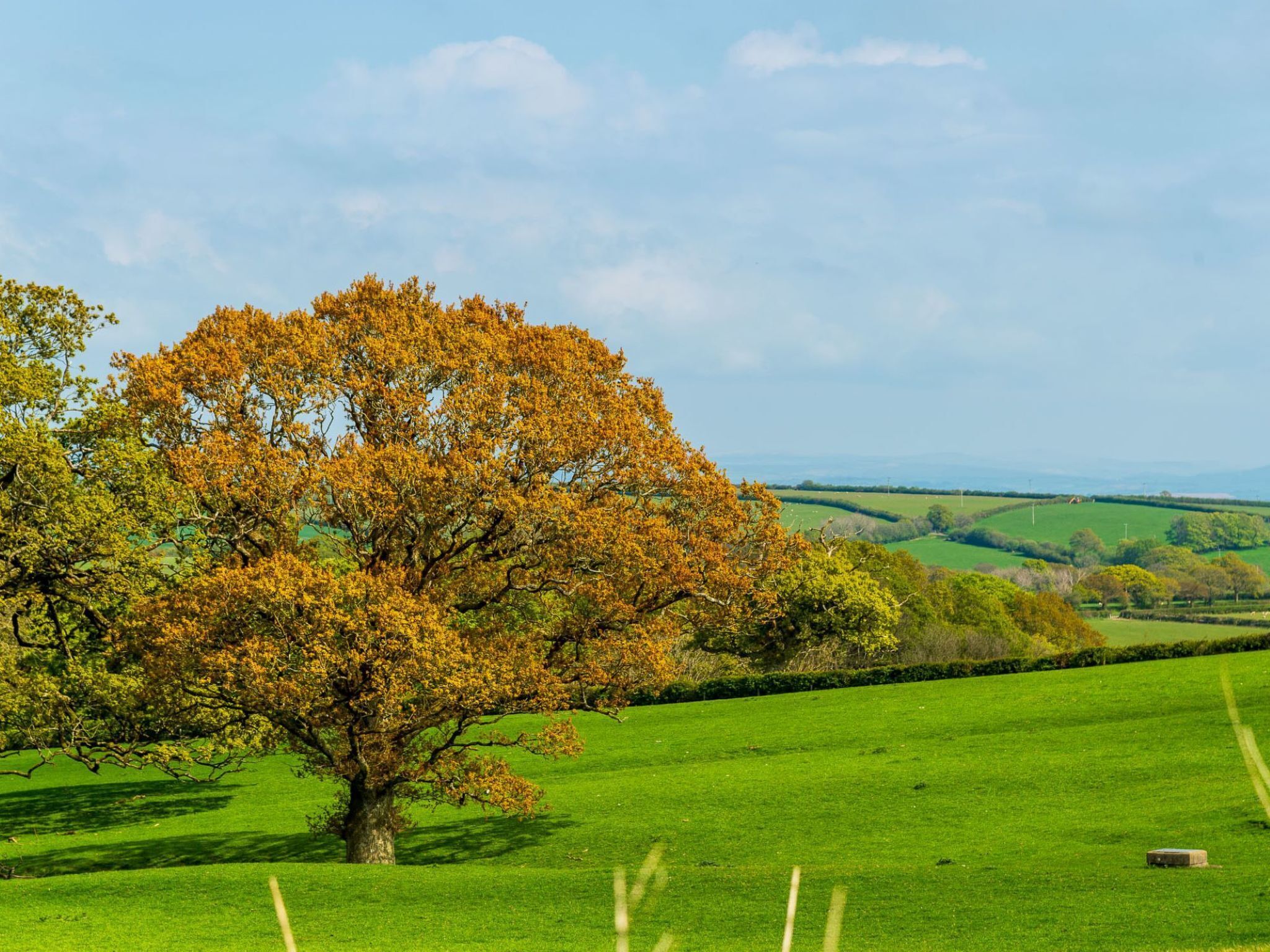 A tree in a green field with a clear sky.
