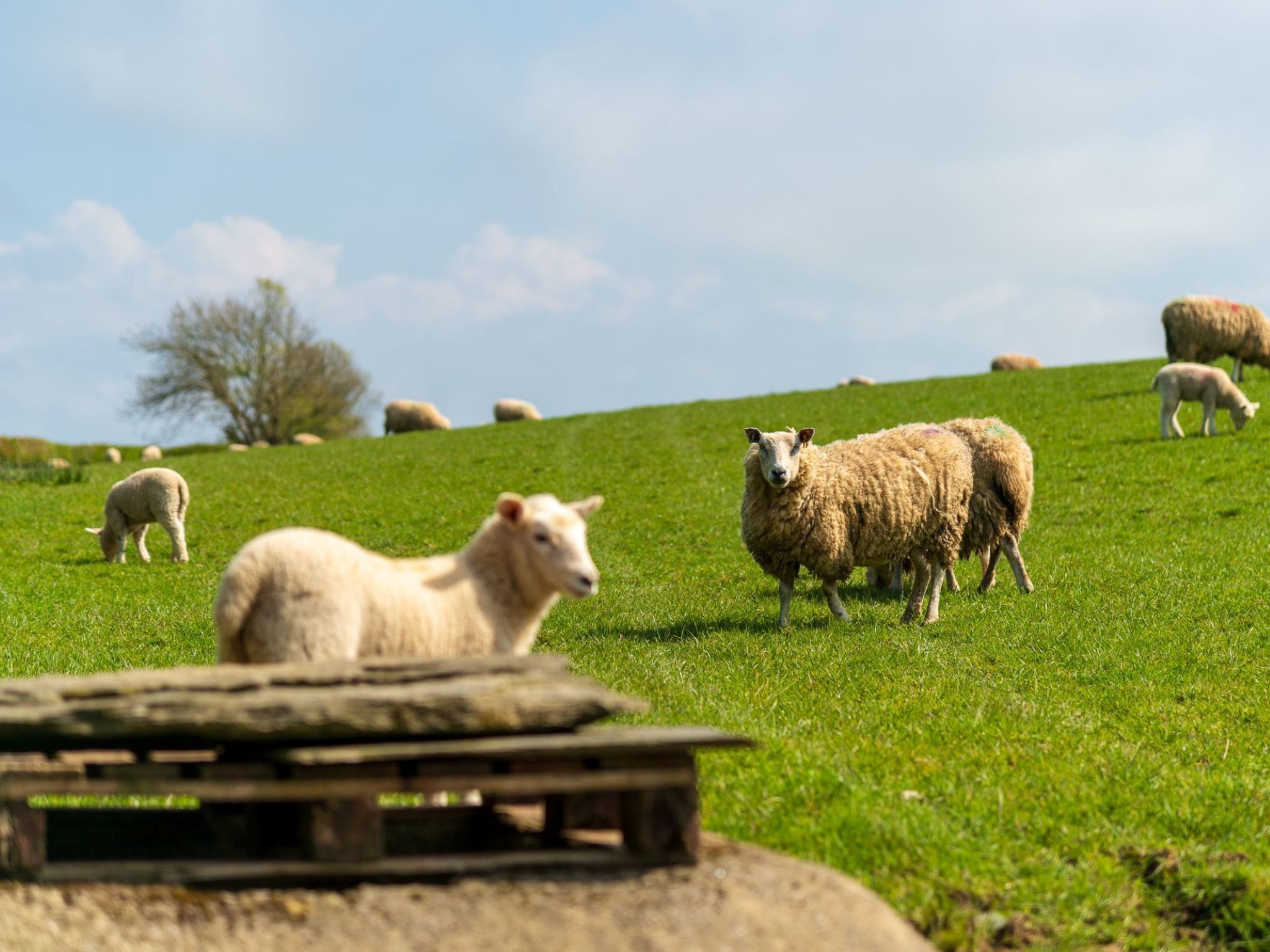 A grassy hill with sheep grazing.