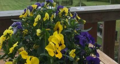 Holiday Apartment Pure Lake View