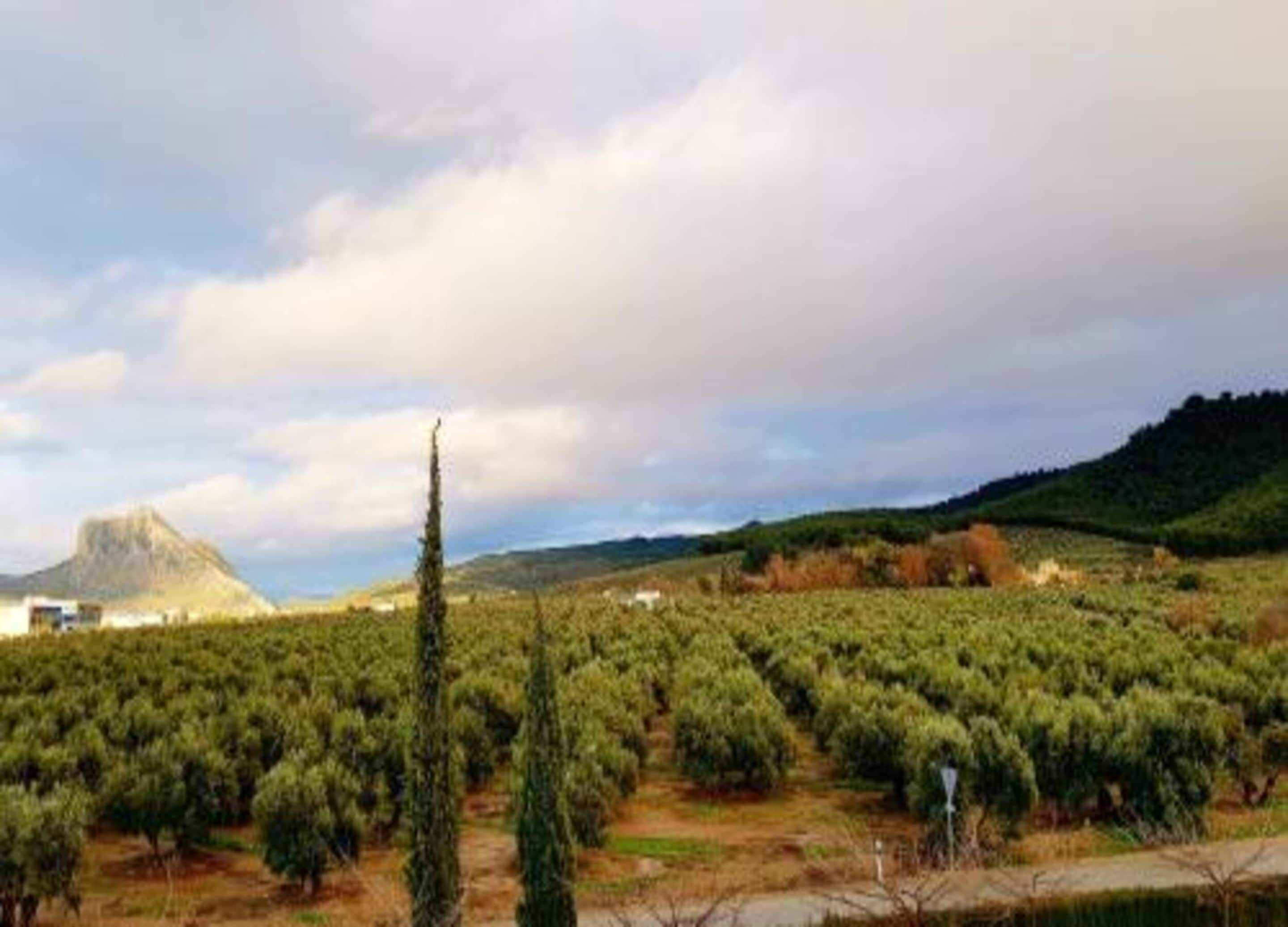 A vineyard with rows of grapevines and a mountain in the background.