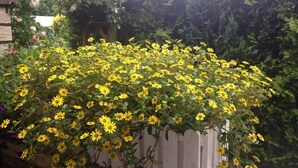 Un jardin avec des fleurs jaunes et une clôture blanche en bois.