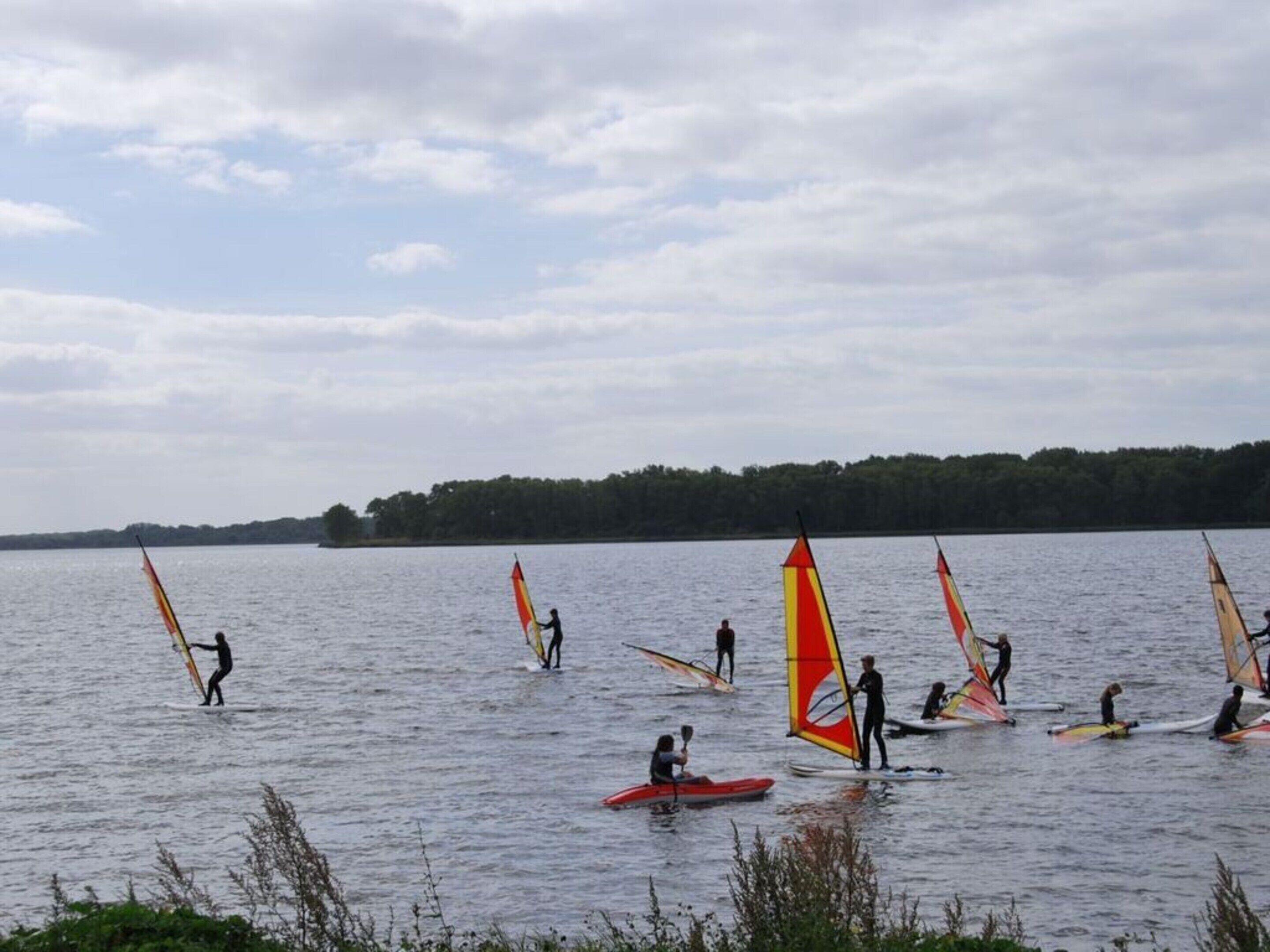 En gruppe mennesker windsurf på en sø med en skov i baggrunden.
