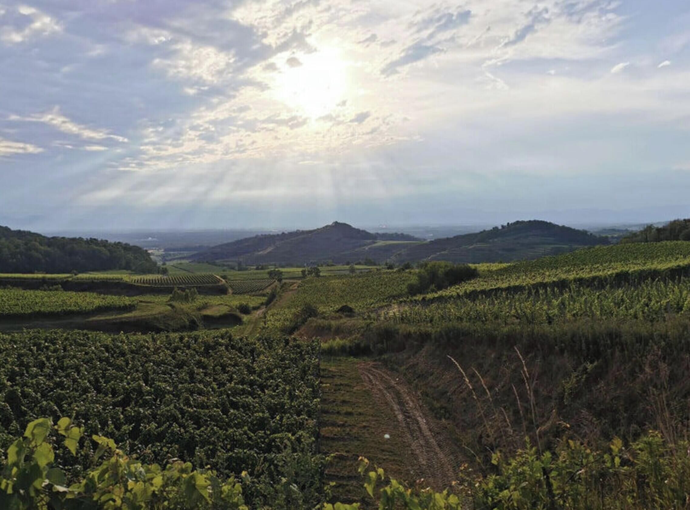 A vineyard landscape with rows of grapevines and distant hills under a partly cloudy sky.