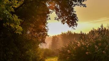 Un sendero atraviesa un bosque, con luz solar filtrándose entre los árboles.