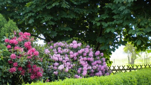 Un jardín bien cuidado, con setos y arbustos florecientes.