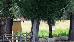 A fenced area with a wooden structure, trees, and a group of sheep by a body of water.
