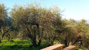 A stone pathway leading through a grove of olive trees. - Villa Garibaldino (Podenzana)