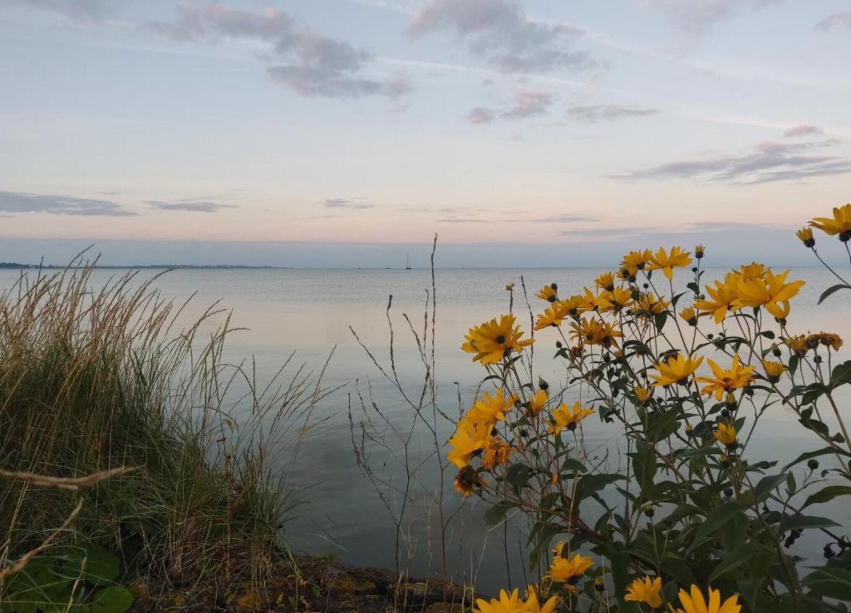 A calm lake with yellow flowers in the foreground and a clear sky.