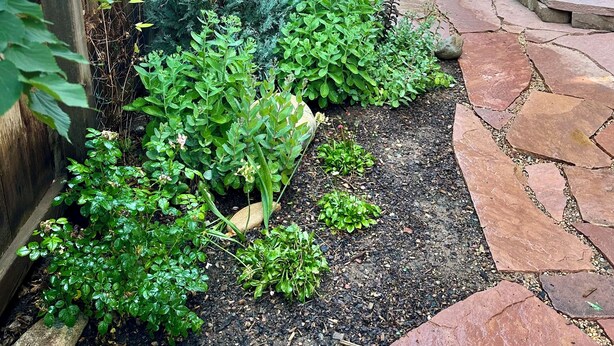 Un giardino con diverse piante e un sentiero in pietra che conduce a una panchina.