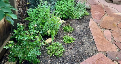 Downtown Carbondale Duplex with Enclosed Yard, no cleaning fee