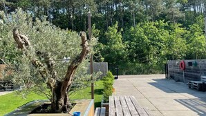 Une terrasse en bois avec un arbre, un banc et une clôture en métal, le tout situé dans un cadre verdoyant qui ressemble à un parc.