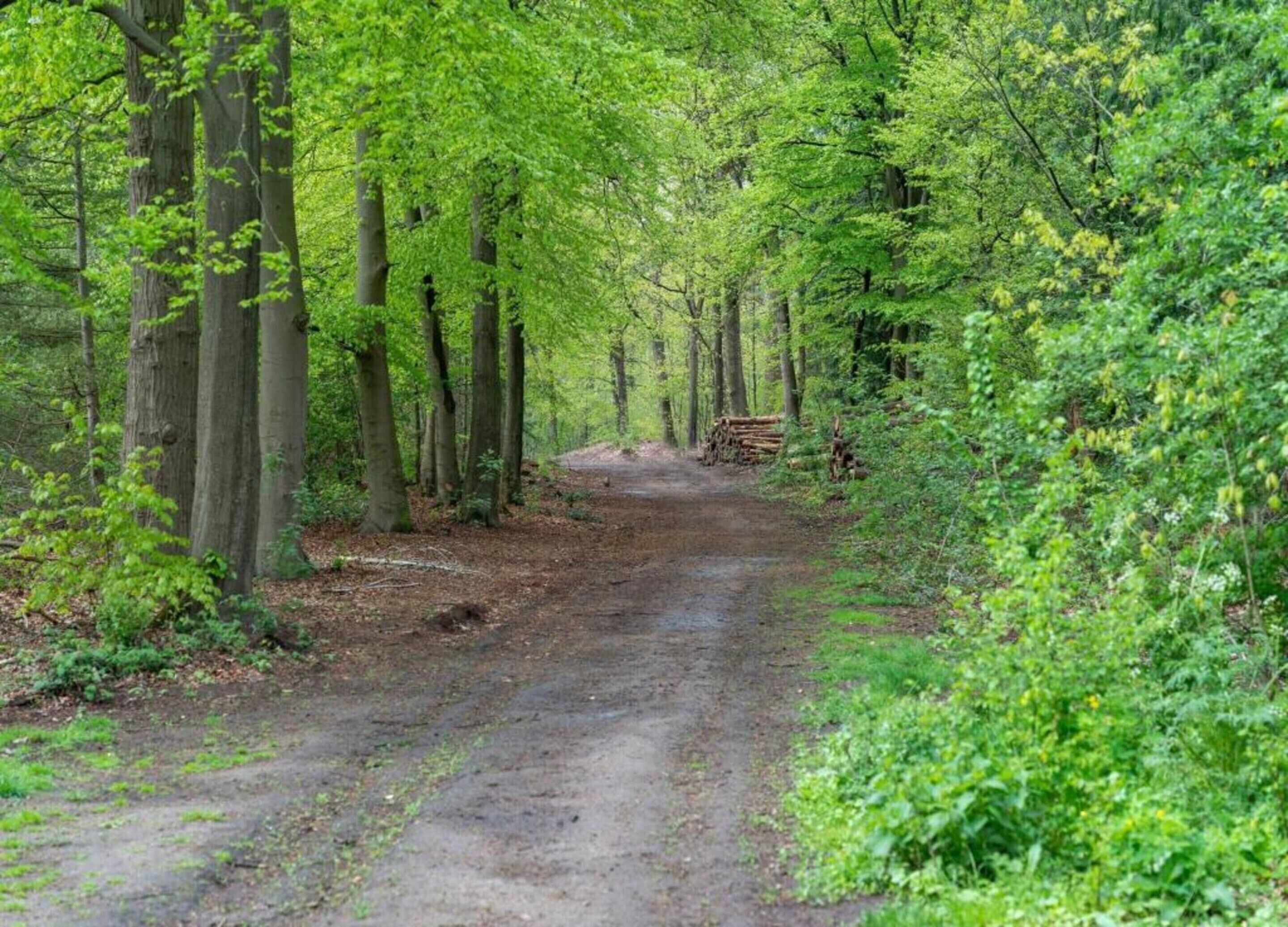 A forested dirt path with trees on both sides.