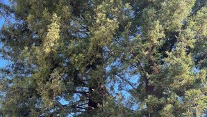 Un gran árbol de hoja perenne con una valla de madera al frente.