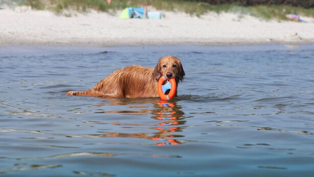 A dog swimming in a body of water with a beach and tents in the background. - Beachkeeper Comfortable Holiday Residence (Zingst)