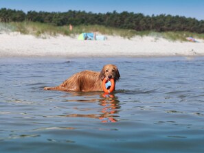 Beach - Beachkeeper Comfortable Holiday Residence (Zingst)