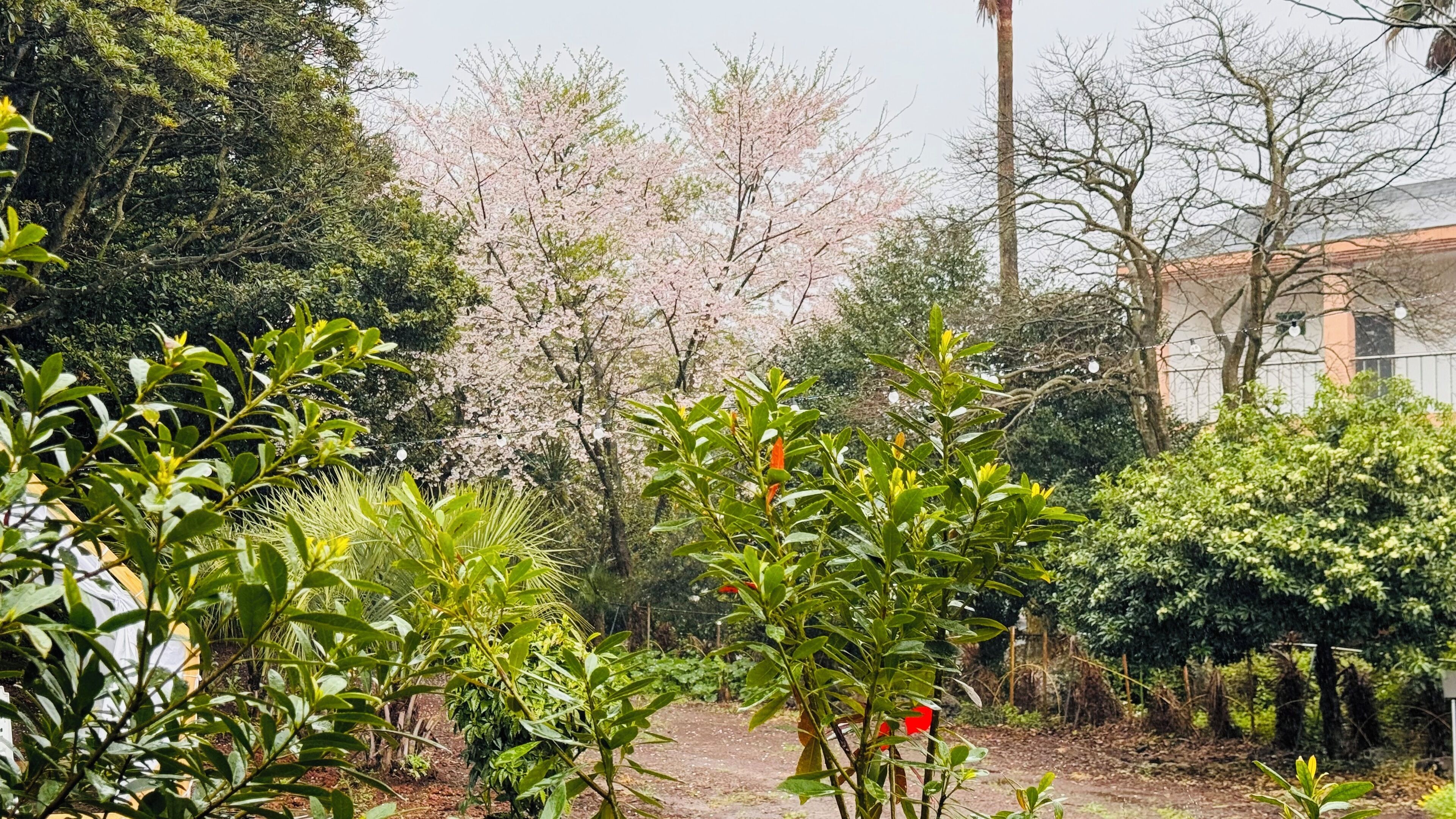 Vườn