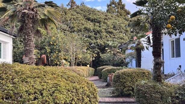Un jardín con setos cuidados, palmeras y un sendero que lleva a un edificio.