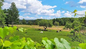 Un vigneto con file di viti e alcuni alberi sullo sfondo.